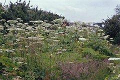 Giant Hogweed