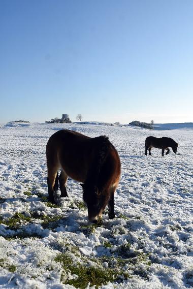 The Exmoor ponies have returned to Cleadon Hills Local Nature Reserve.