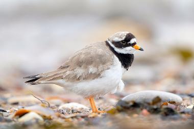 Ringed Plover (Credit: Weirdly Natural Photography)